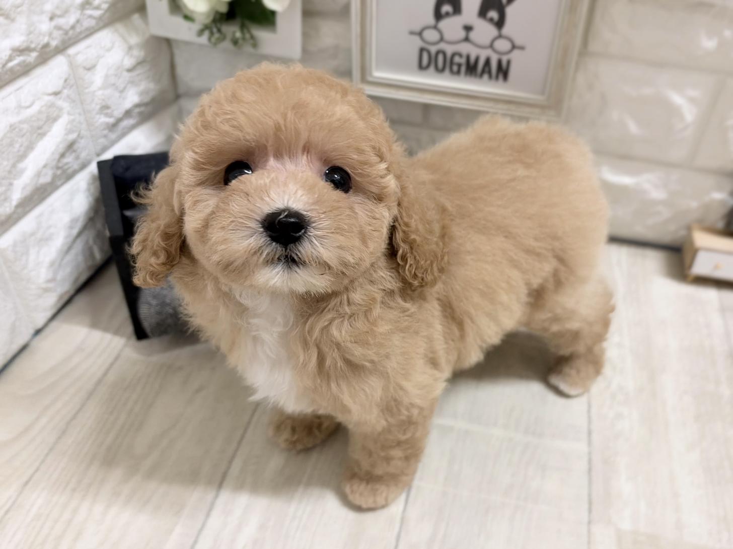 和歌山県のビションプー(ビションフリーゼ×プードル) (DOGMAN和歌山中之島店/2026年5月25日生まれ/女の子/アプリコットホワイト)の子犬の3枚目の画像