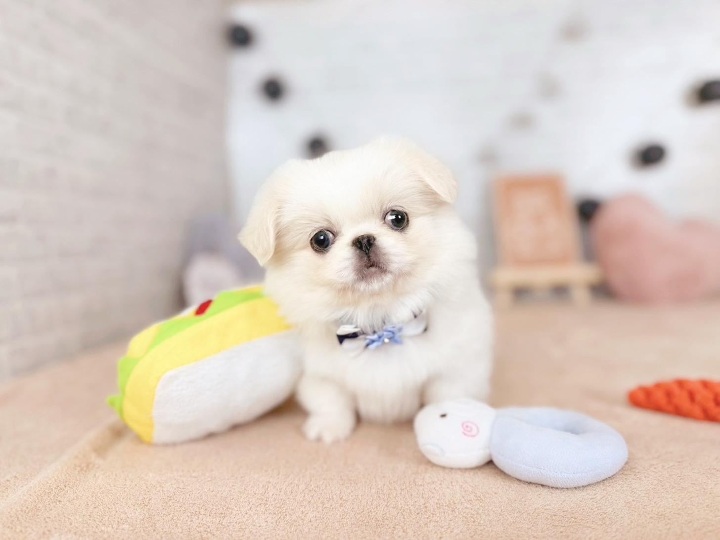 北海道のペキニーズ (ペットショップだんぼ/2025年9月9日生まれ/女の子/クリームホワイト)の子犬の1枚目の画像