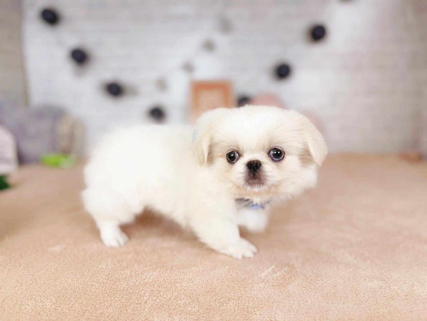 北海道のペキニーズ (ペットショップだんぼ/2025年9月9日生まれ/女の子/クリームホワイト)の子犬の2枚目の画像