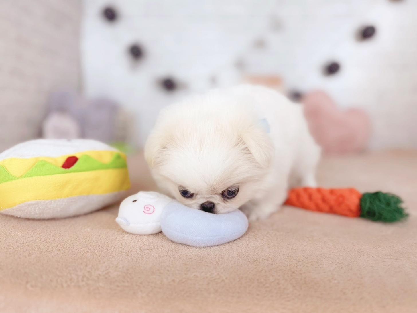 北海道のペキニーズ (ペットショップだんぼ/2025年9月9日生まれ/女の子/クリームホワイト)の子犬の3枚目の画像