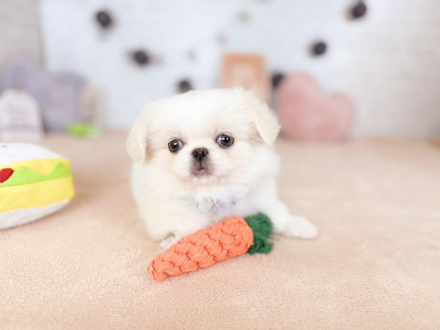 北海道のペキニーズ (ペットショップだんぼ/2025年9月9日生まれ/女の子/クリームホワイト)の子犬の4枚目の画像