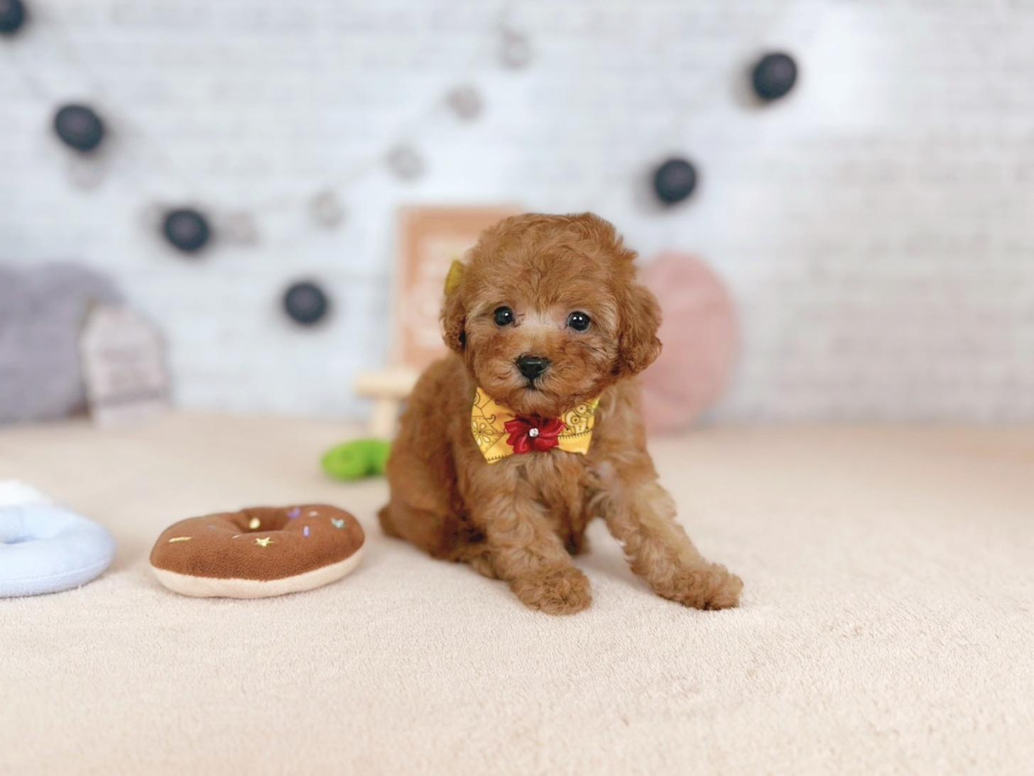 北海道のトイプードル(トイ) (ペットショップだんぼ/2025年9月25日生まれ/女の子/アプリコット)の子犬の1枚目の画像