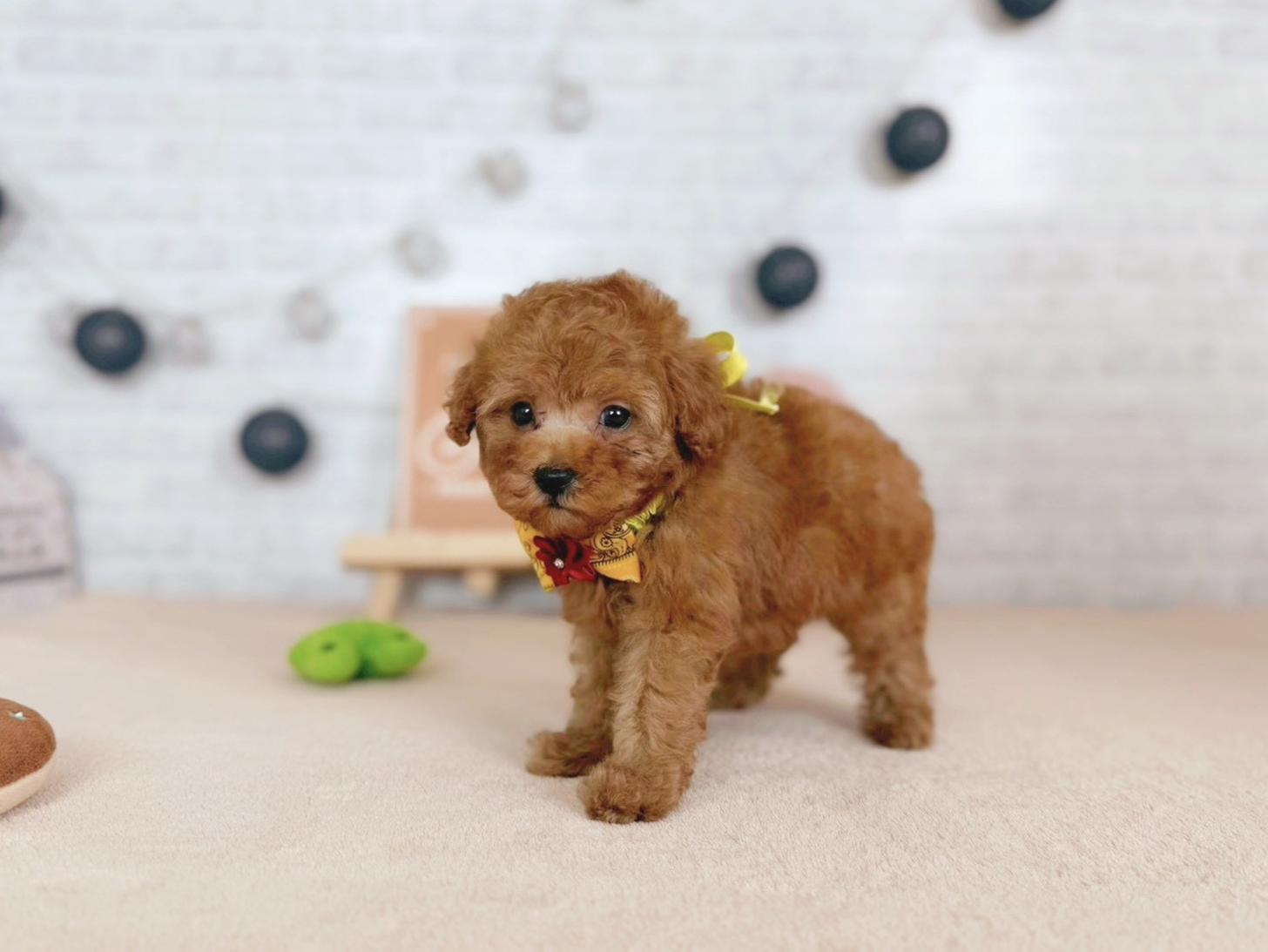 北海道のトイプードル(トイ) (ペットショップだんぼ/2025年9月25日生まれ/女の子/アプリコット)の子犬の2枚目の画像