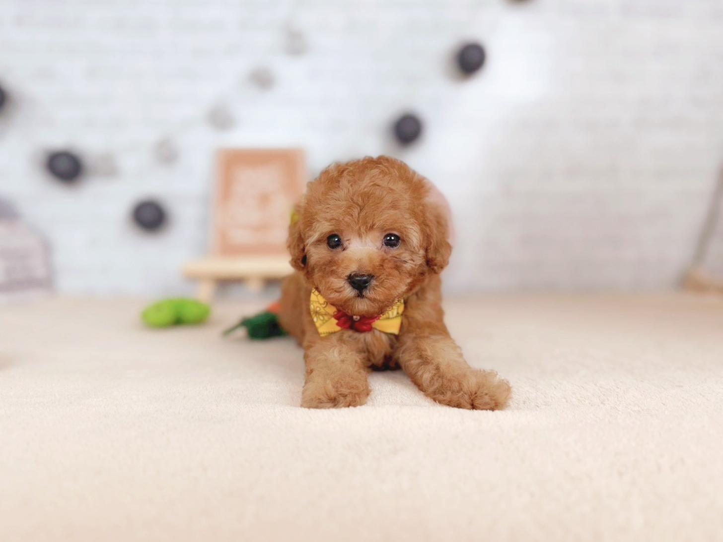 北海道のトイプードル(トイ) (ペットショップだんぼ/2025年9月25日生まれ/女の子/アプリコット)の子犬の3枚目の画像