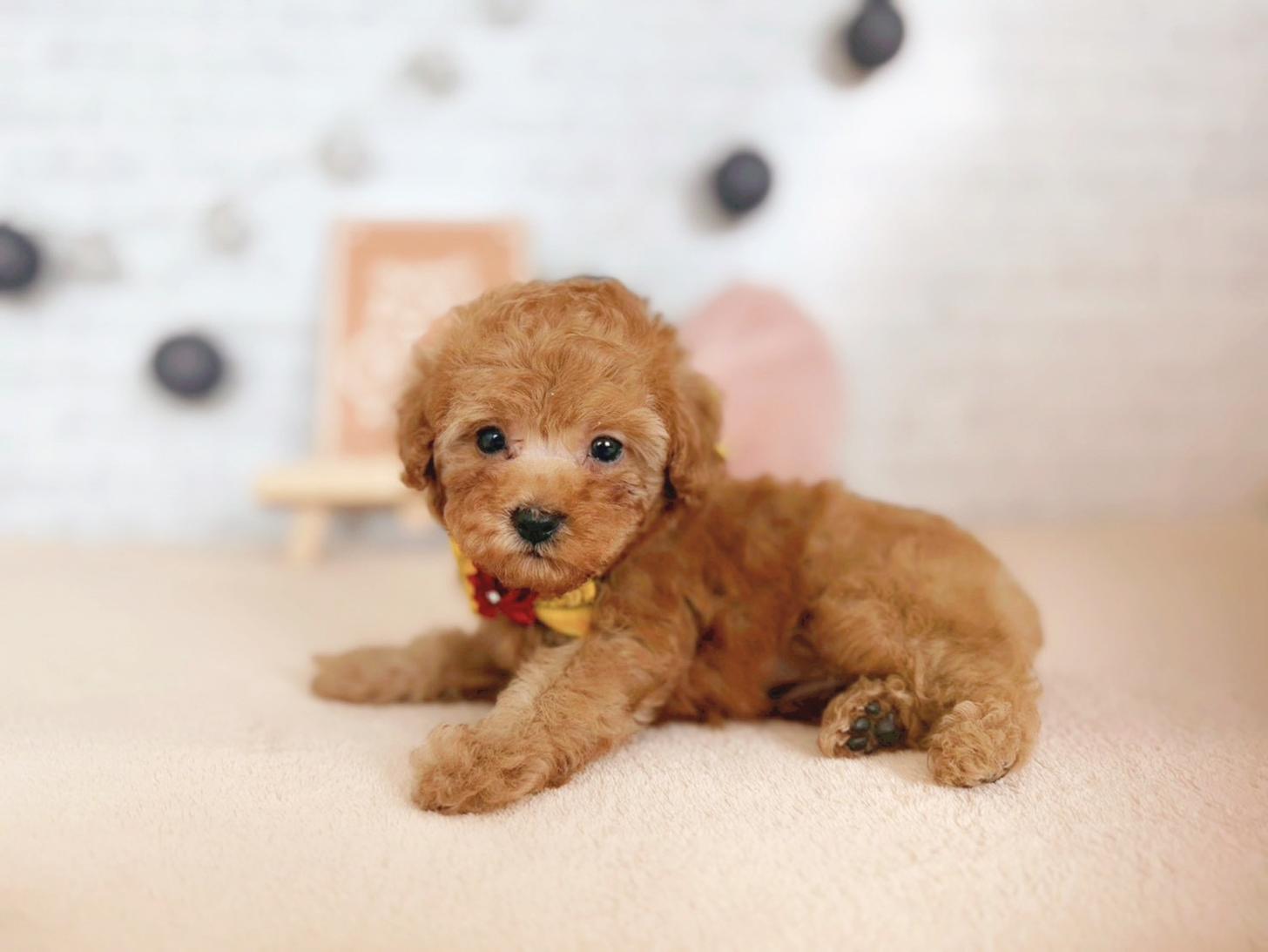 北海道のトイプードル(トイ) (ペットショップだんぼ/2025年9月25日生まれ/女の子/アプリコット)の子犬の4枚目の画像