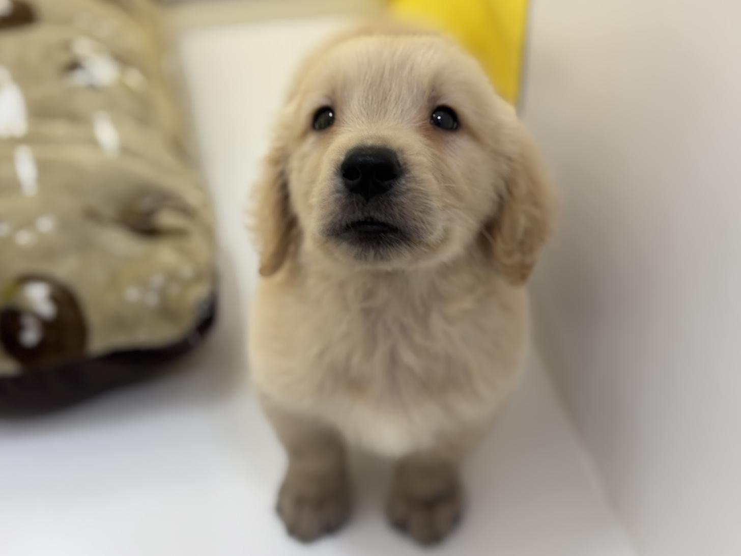 神奈川県のゴールデンレトリバー (Doggy Style 小田原店/2026年3月16日生まれ/男の子/ゴールデン)の子犬