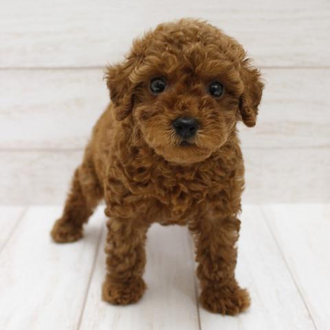 千葉県のトイプードル(トイ) (ペピカファミリー松戸店/2025年4月26日生まれ/男の子/レッド)の子犬の2枚目の画像