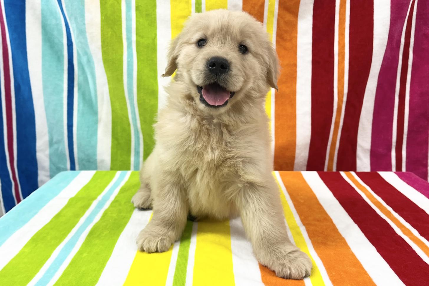 愛知県のゴールデンレトリバー (ハピースペット一宮三条アミーゴ店/2025年9月9日生まれ/女の子/ゴールデン)の子犬の1枚目の画像