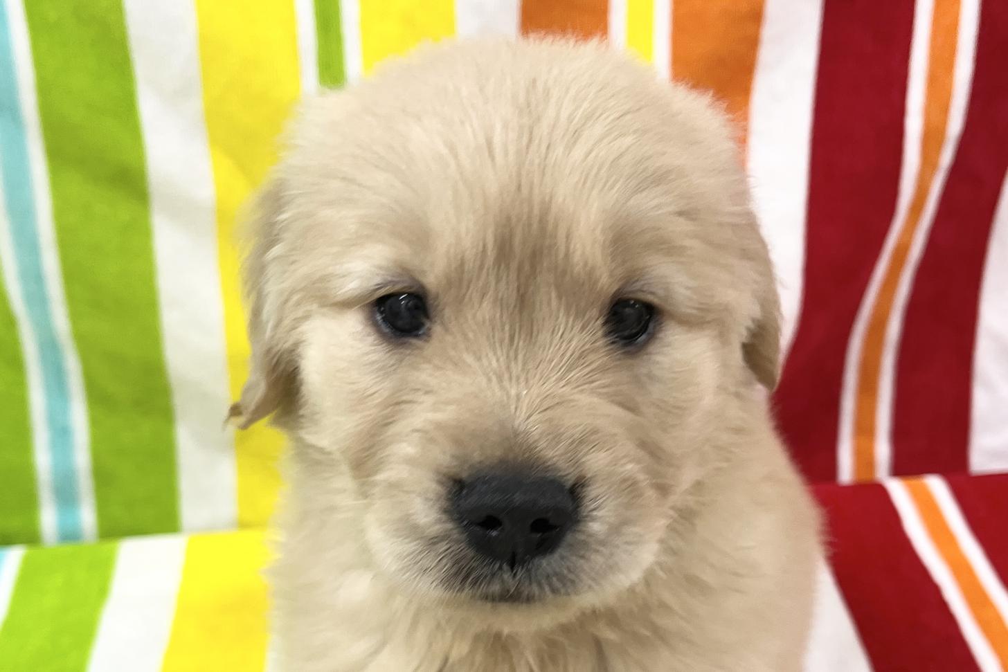 愛知県のゴールデンレトリバー (ハピースペット一宮三条アミーゴ店/2025年9月9日生まれ/女の子/ゴールデン)の子犬の2枚目の画像