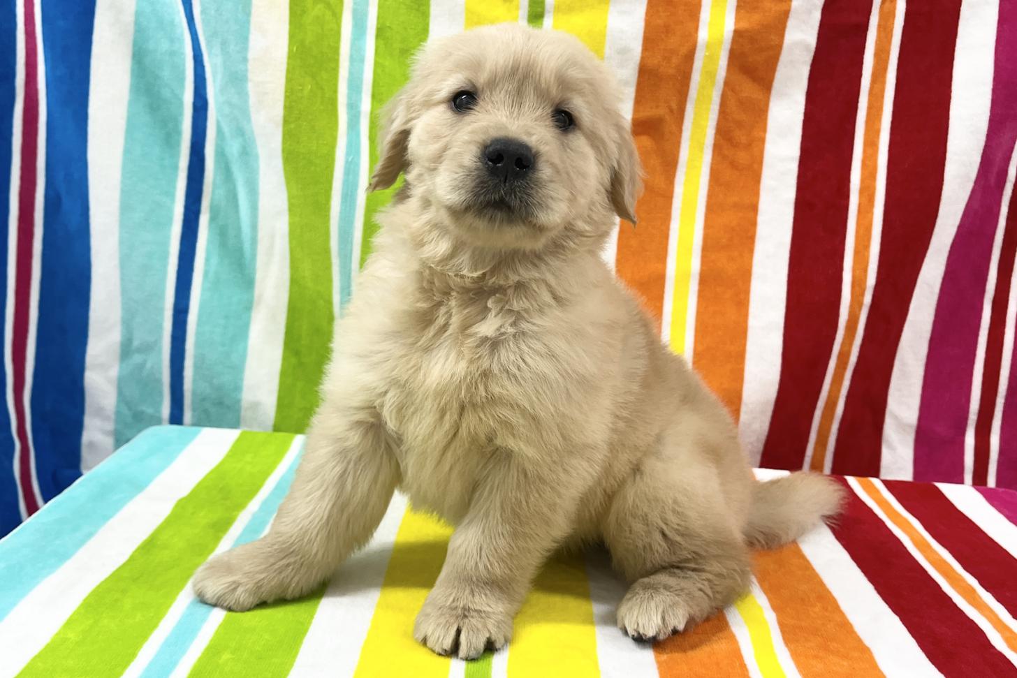 愛知県のゴールデンレトリバー (ハピースペット一宮三条アミーゴ店/2025年9月9日生まれ/女の子/ゴールデン)の子犬の3枚目の画像