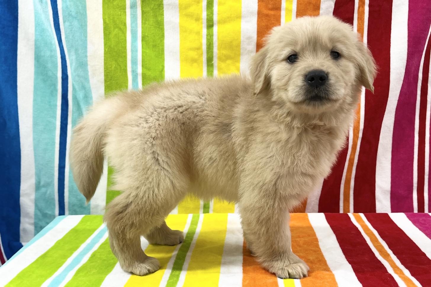 愛知県のゴールデンレトリバー (ハピースペット一宮三条アミーゴ店/2025年9月9日生まれ/女の子/ゴールデン)の子犬の4枚目の画像