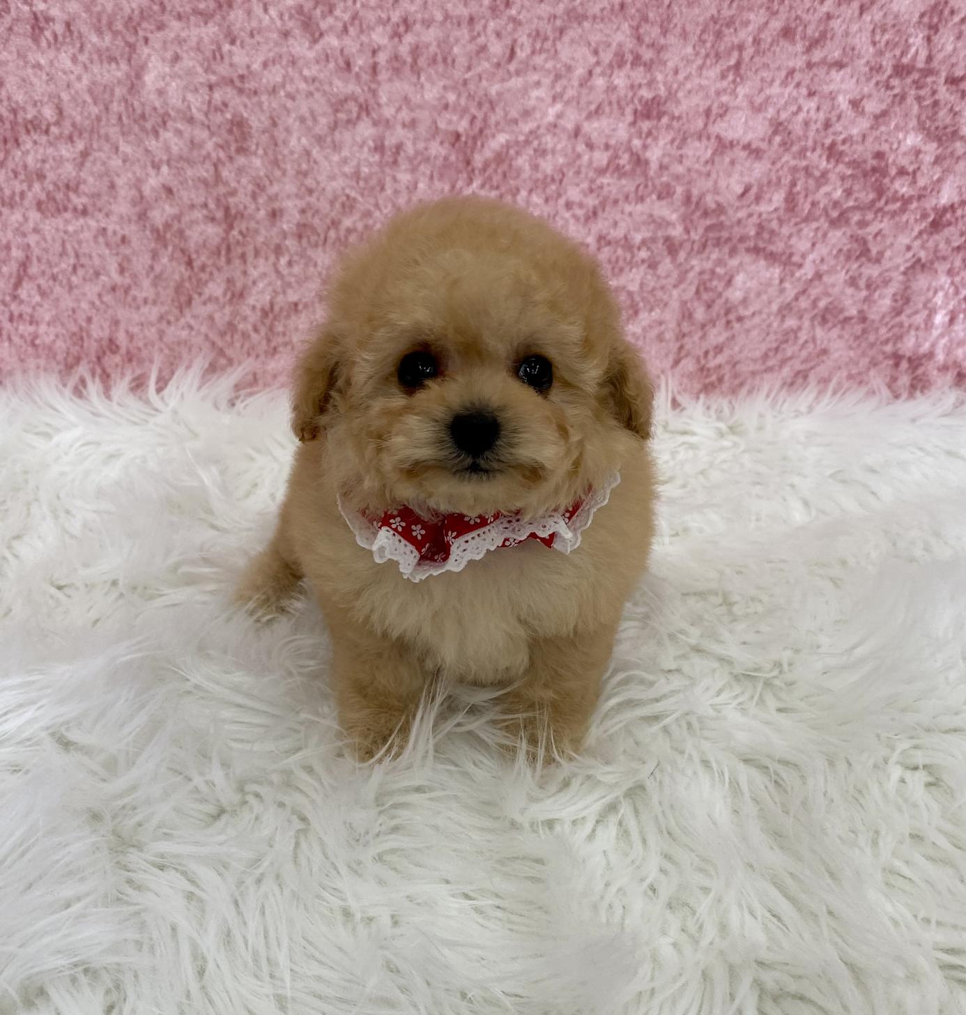 大阪府のトイプードル(タイニー) (ぱぴぷぺっと大阪店/2025年11月6日生まれ/女の子/アプリコット)の子犬