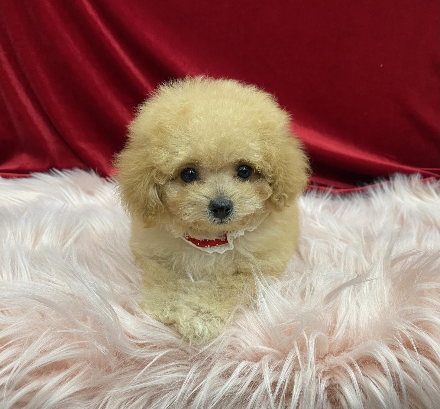 大阪府のトイプードル(タイニー) (ぱぴぷぺっと大阪店/2025年11月6日生まれ/女の子/アプリコット)の子犬