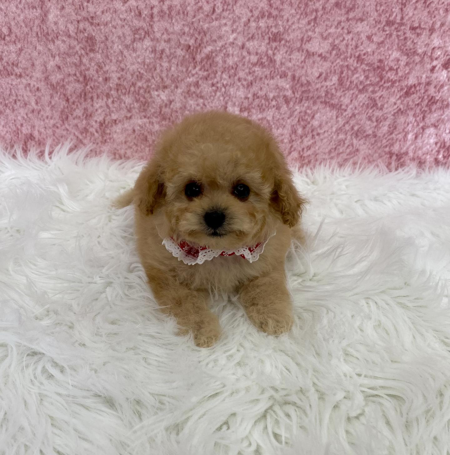 大阪府のトイプードル(タイニー) (ぱぴぷぺっと大阪店/2025年11月6日生まれ/女の子/アプリコット)の子犬の2枚目の画像