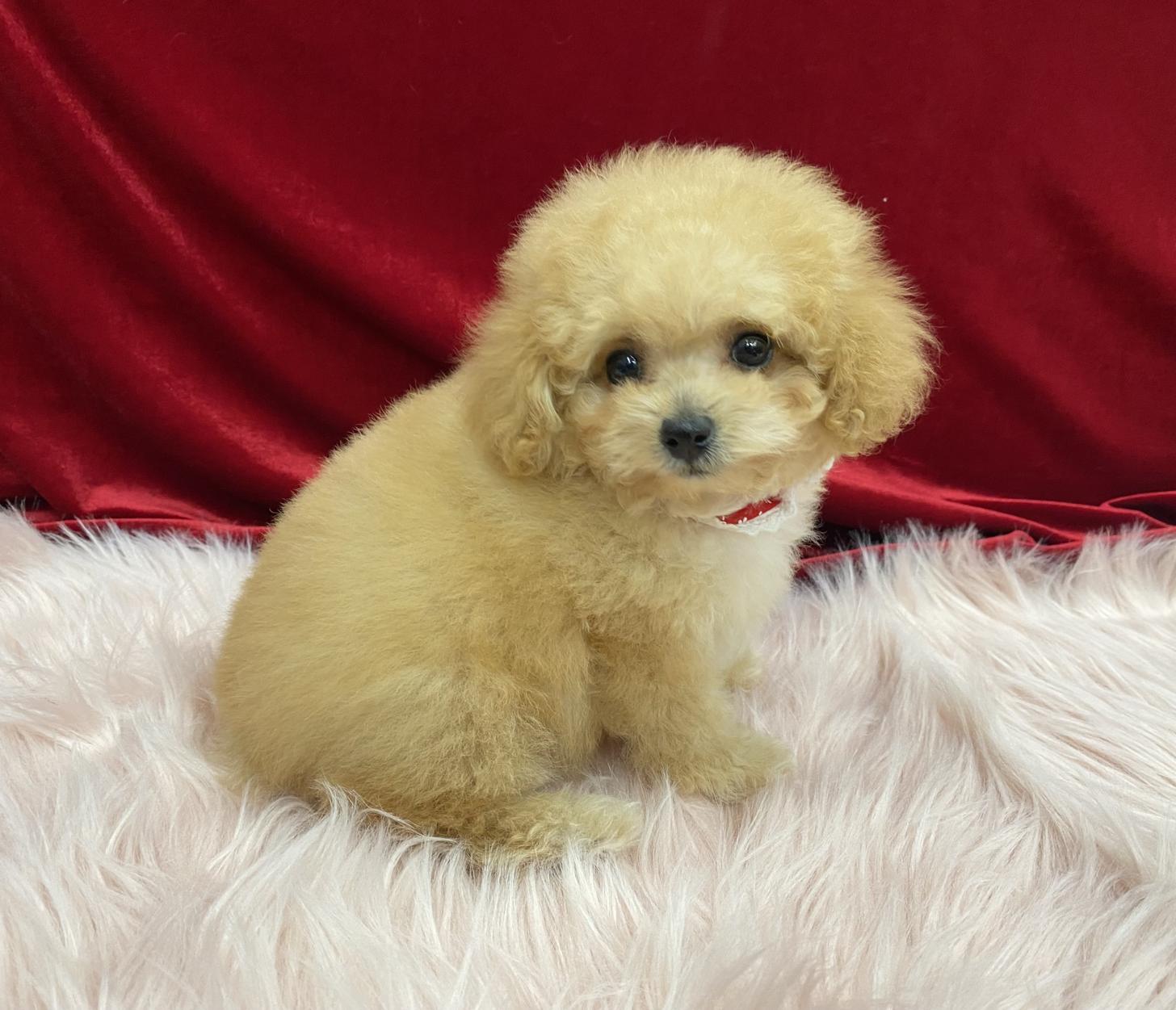 大阪府のトイプードル(タイニー) (ぱぴぷぺっと大阪店/2025年11月6日生まれ/女の子/アプリコット)の子犬の2枚目の画像