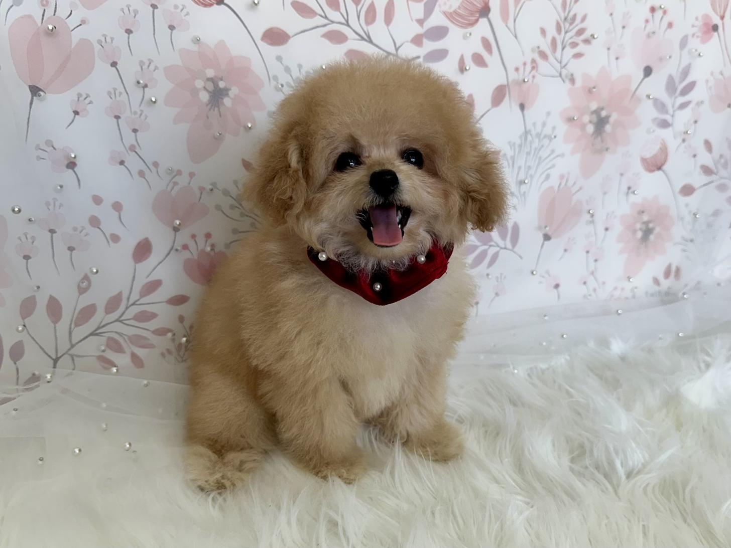 大阪府のトイプードル(タイニー) (ぱぴぷぺっと大阪店/2025年11月6日生まれ/女の子/アプリコット)の子犬の2枚目の画像