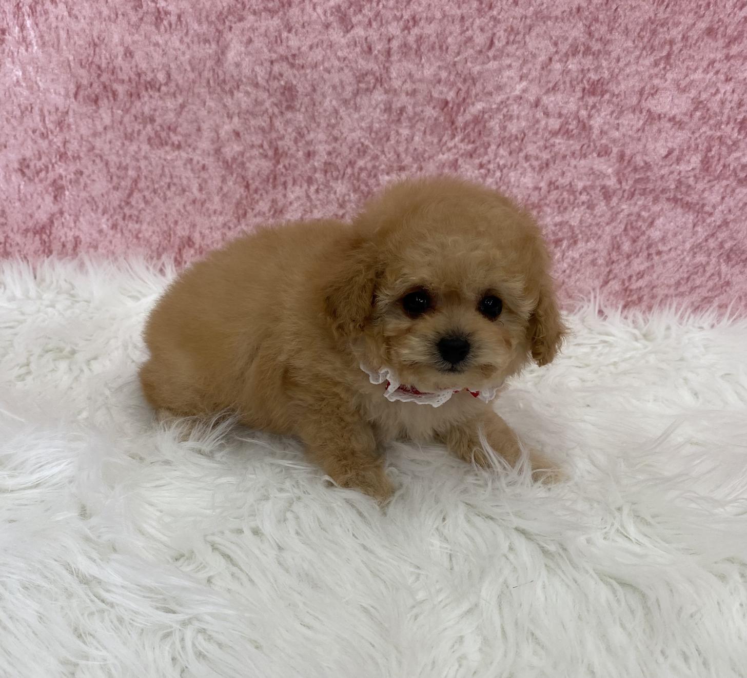 大阪府のトイプードル(タイニー) (ぱぴぷぺっと大阪店/2025年11月6日生まれ/女の子/アプリコット)の子犬の3枚目の画像