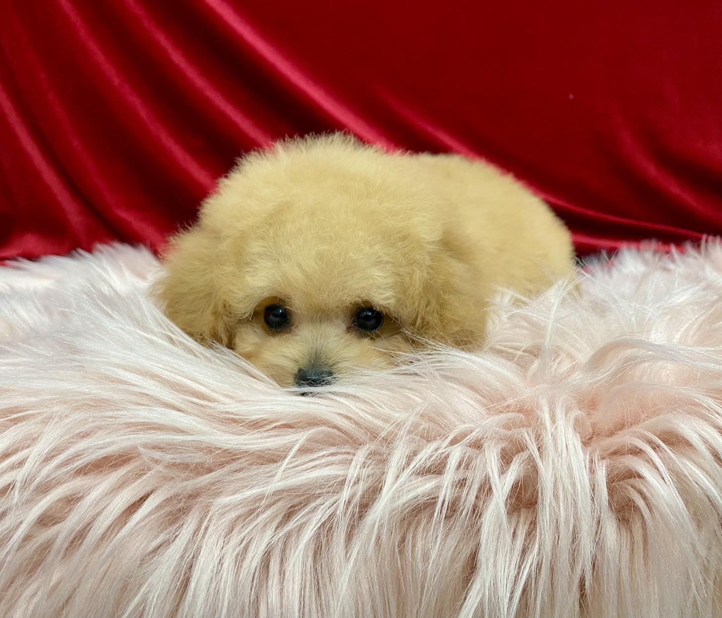 大阪府のトイプードル(タイニー) (ぱぴぷぺっと大阪店/2025年11月6日生まれ/女の子/アプリコット)の子犬の3枚目の画像