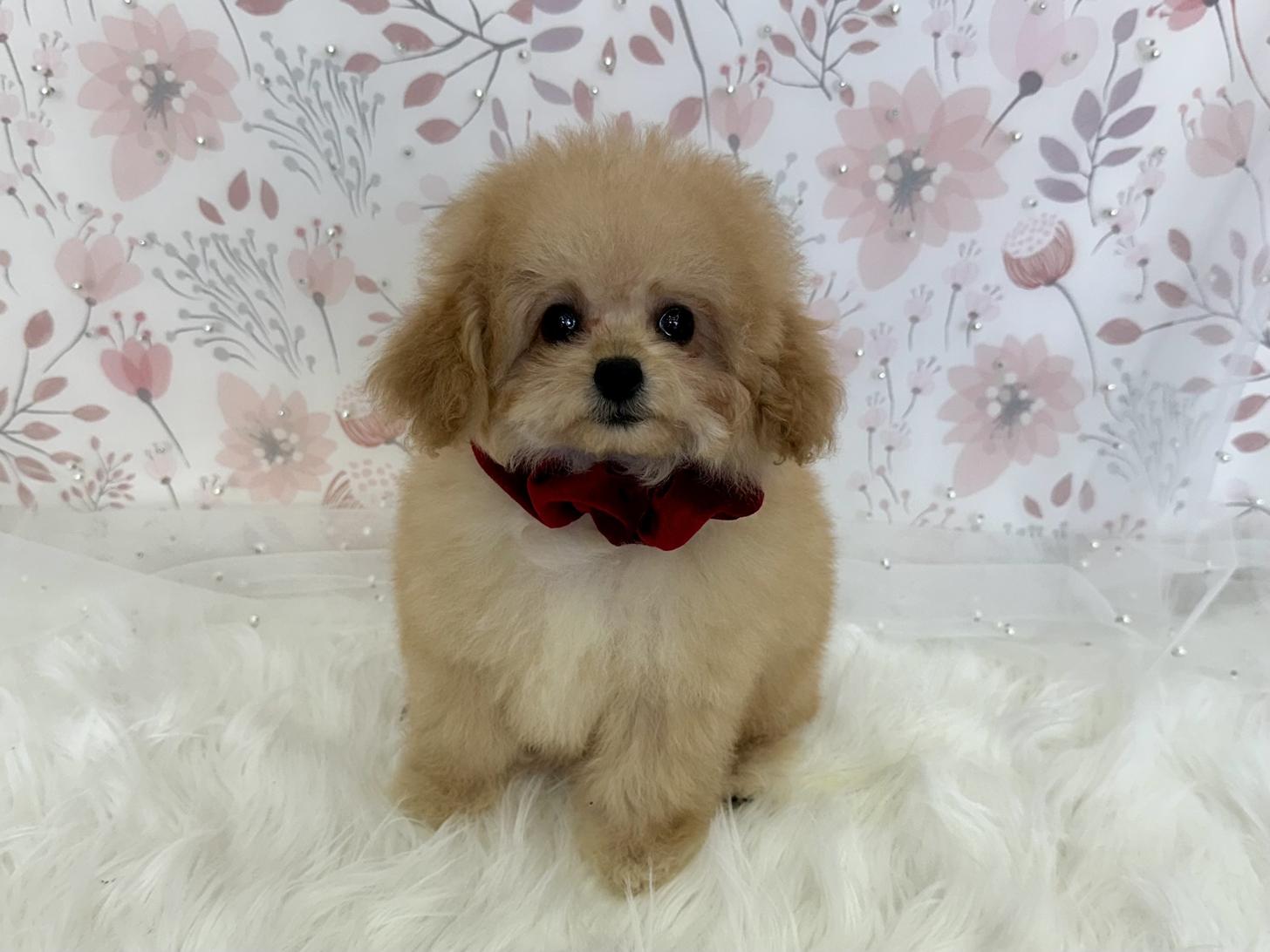 大阪府のトイプードル(タイニー) (ぱぴぷぺっと大阪店/2025年11月6日生まれ/女の子/アプリコット)の子犬の3枚目の画像