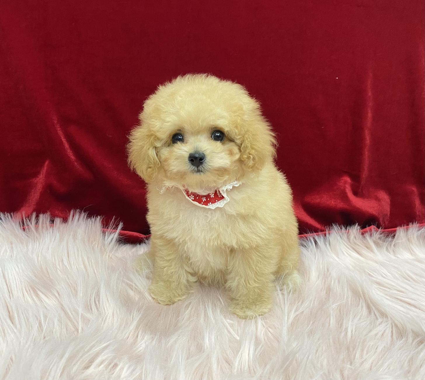 大阪府のトイプードル(タイニー) (ぱぴぷぺっと大阪店/2025年11月6日生まれ/女の子/アプリコット)の子犬の4枚目の画像