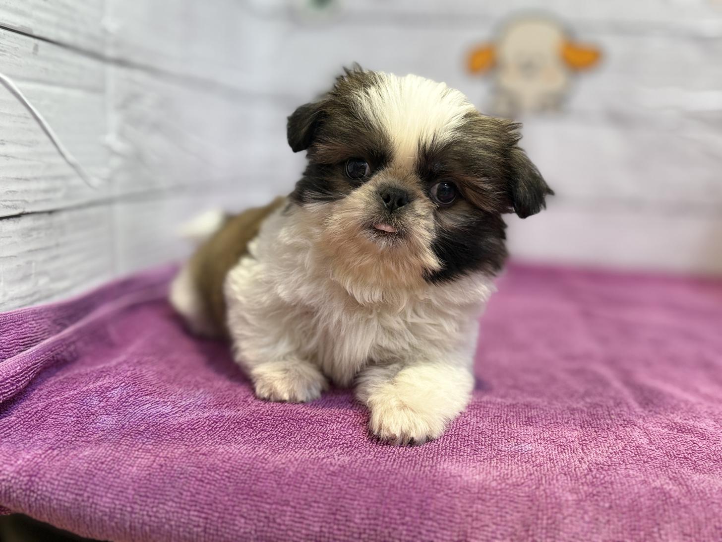 北海道のペキシーズー/ペキズー(ペキニーズ×シーズー) (ペットフェイス大谷地店/2025年9月13日生まれ/男の子/ホワイトゴールド)の子犬の1枚目の画像