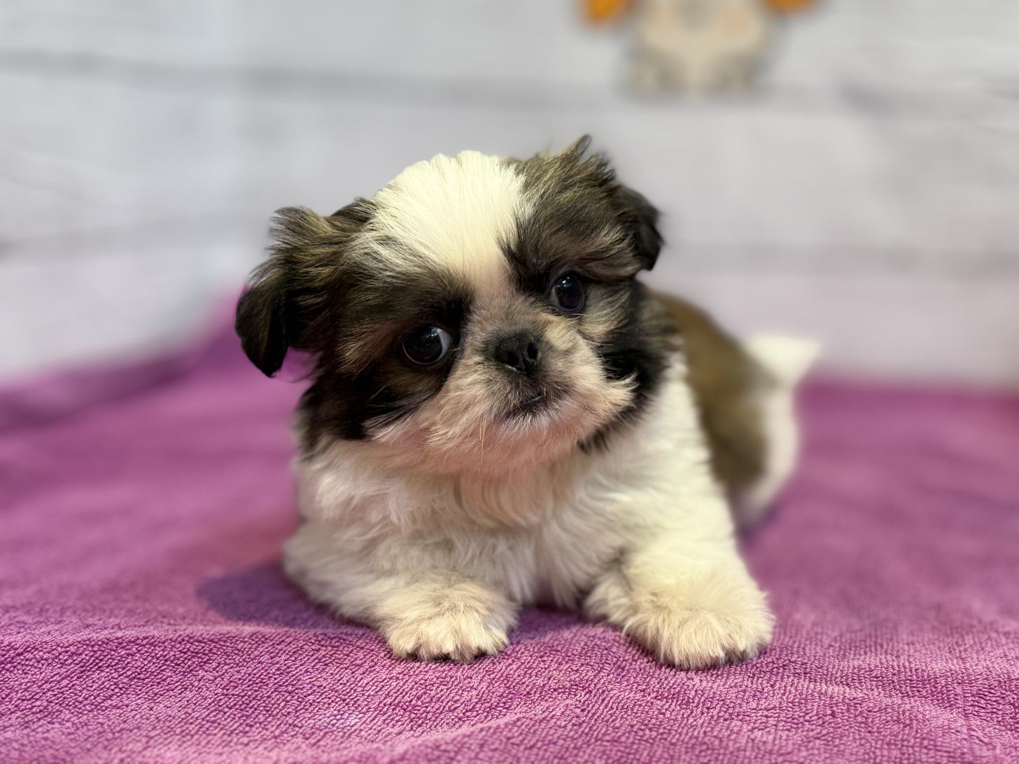 北海道のペキシーズー/ペキズー(ペキニーズ×シーズー) (ペットフェイス大谷地店/2025年9月13日生まれ/男の子/ホワイトゴールド)の子犬の2枚目の画像