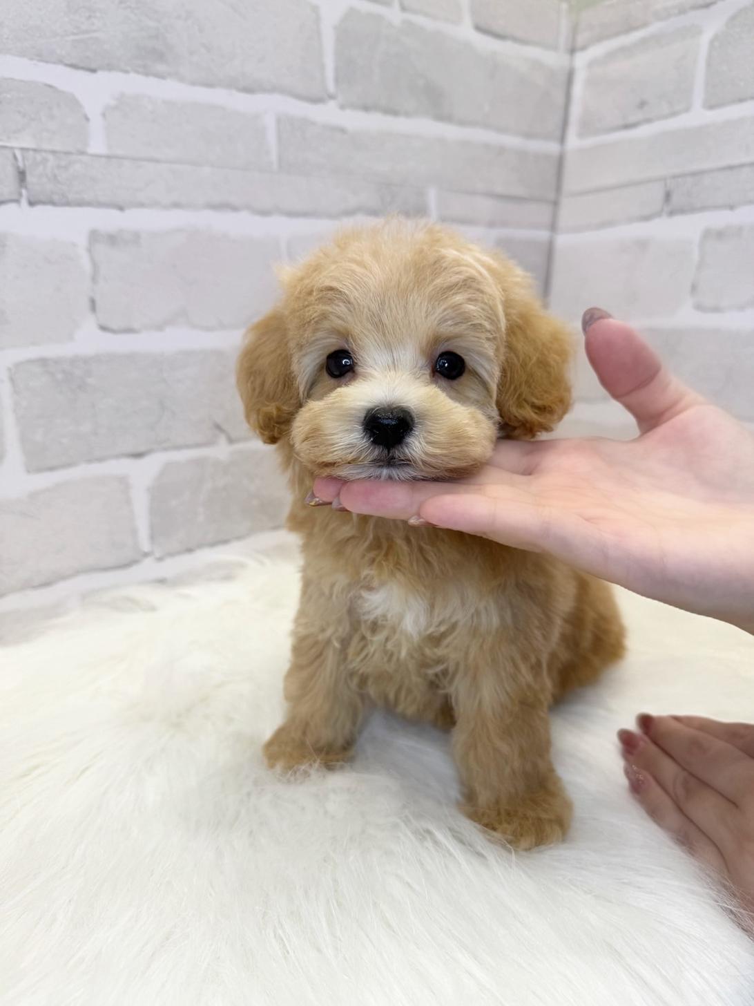 埼玉県のマルプー(マルチーズ×プードル) (PETSHOP FATIS/2025年3月10日生まれ/男の子/クリーム)の子犬