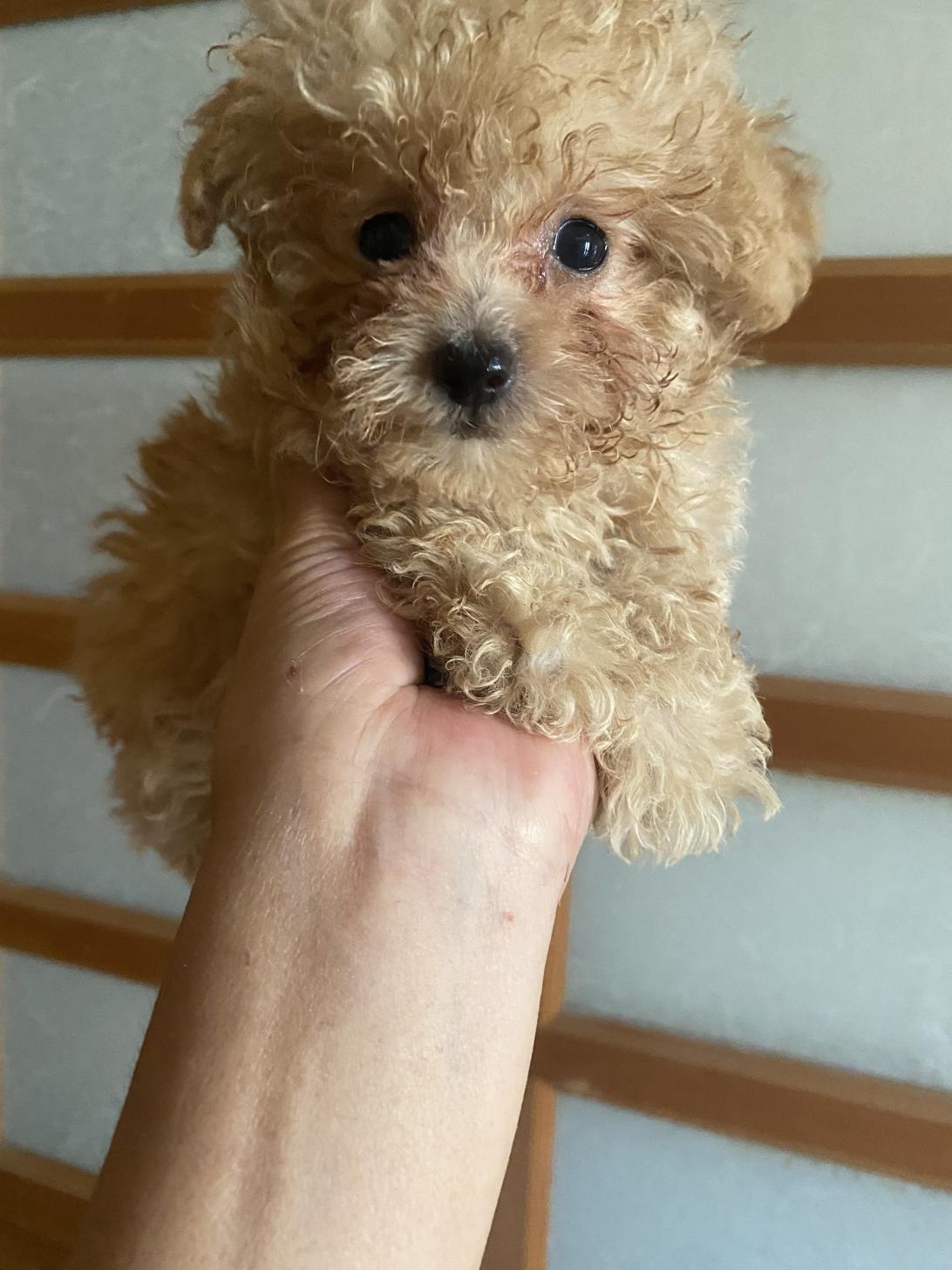 滋賀県のタイニープードル (ナカニシケンネル/2025年4月27日生まれ/男の子/オレンジフォーン)の子犬