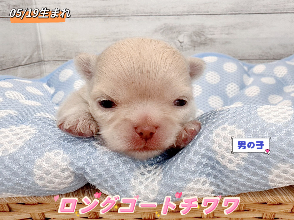 新潟県のチワワ(ロング) (竹内ペット 新潟西店/2026年5月19日生まれ/男の子/クリーム)の子犬の1枚目の画像