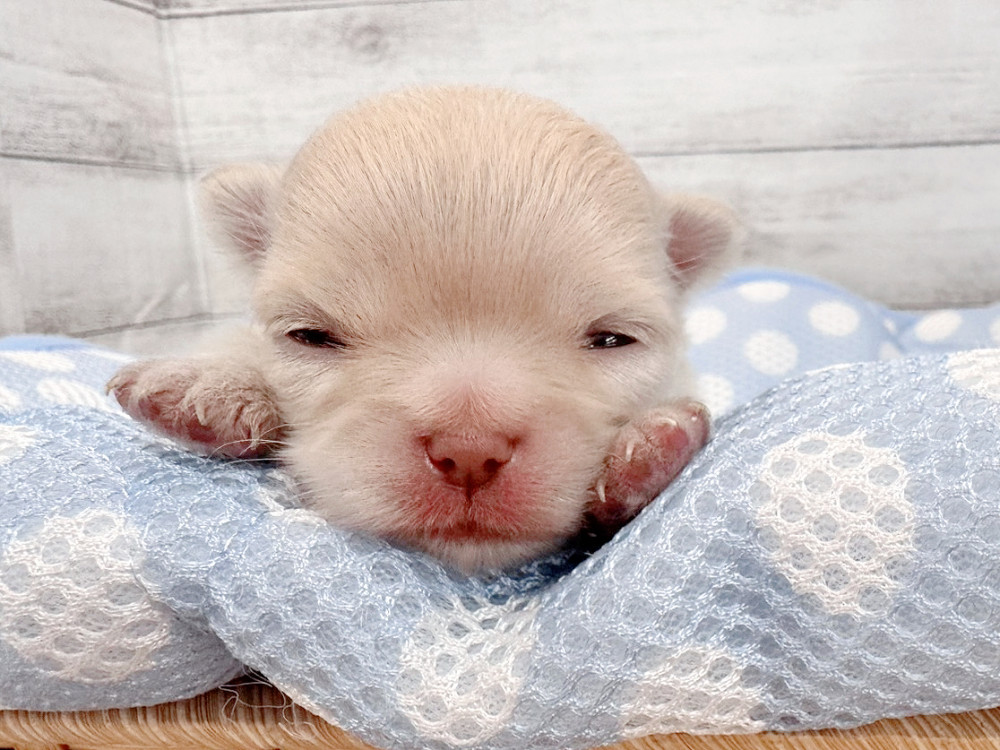 新潟県のチワワ(ロング) (竹内ペット 新潟西店/2026年5月19日生まれ/男の子/クリーム)の子犬の2枚目の画像