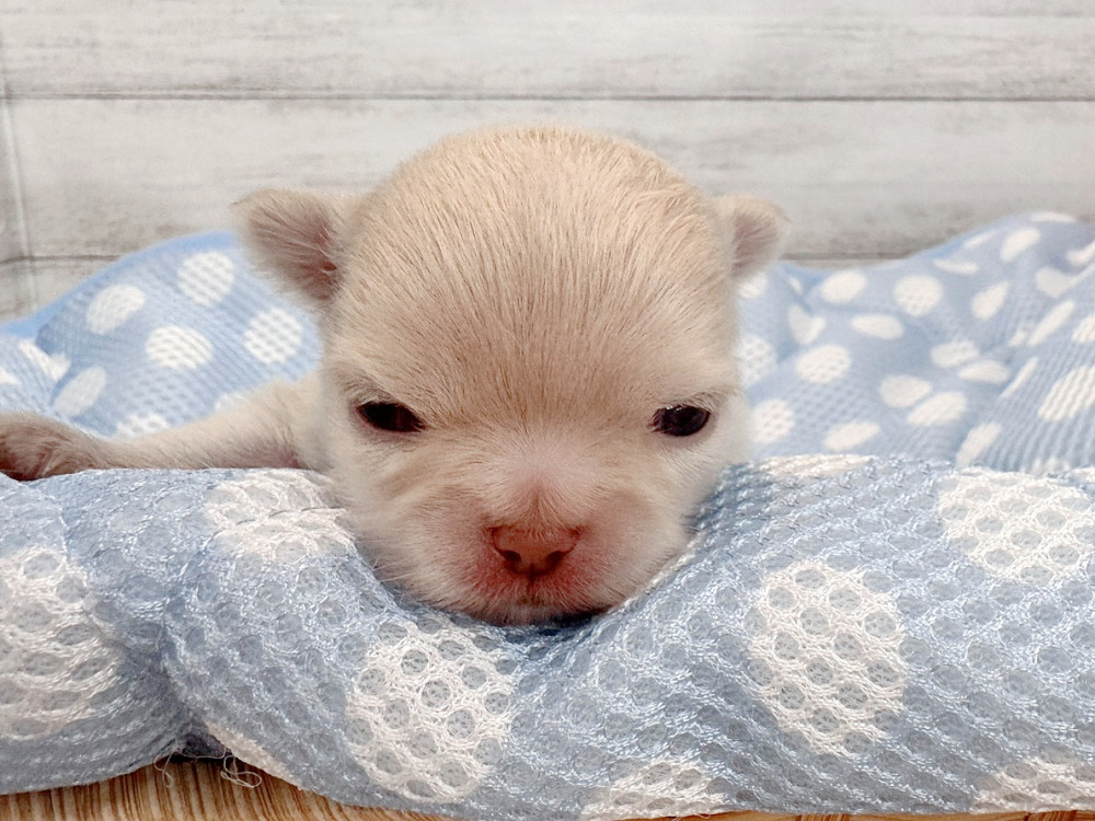 新潟県のチワワ(ロング) (竹内ペット 新潟西店/2026年5月19日生まれ/男の子/クリーム)の子犬の3枚目の画像