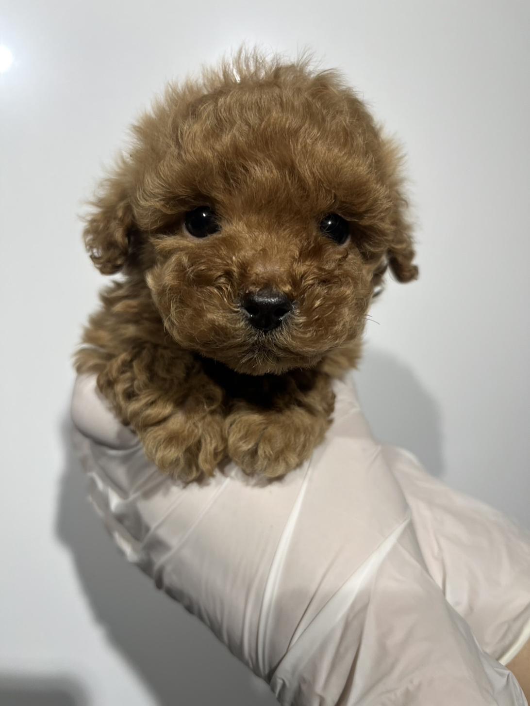 埼玉県のトイプードル(トイ) (ペッツスマイル加須インター店/2025年10月10日生まれ/男の子/アプリコット)の子犬の1枚目の画像