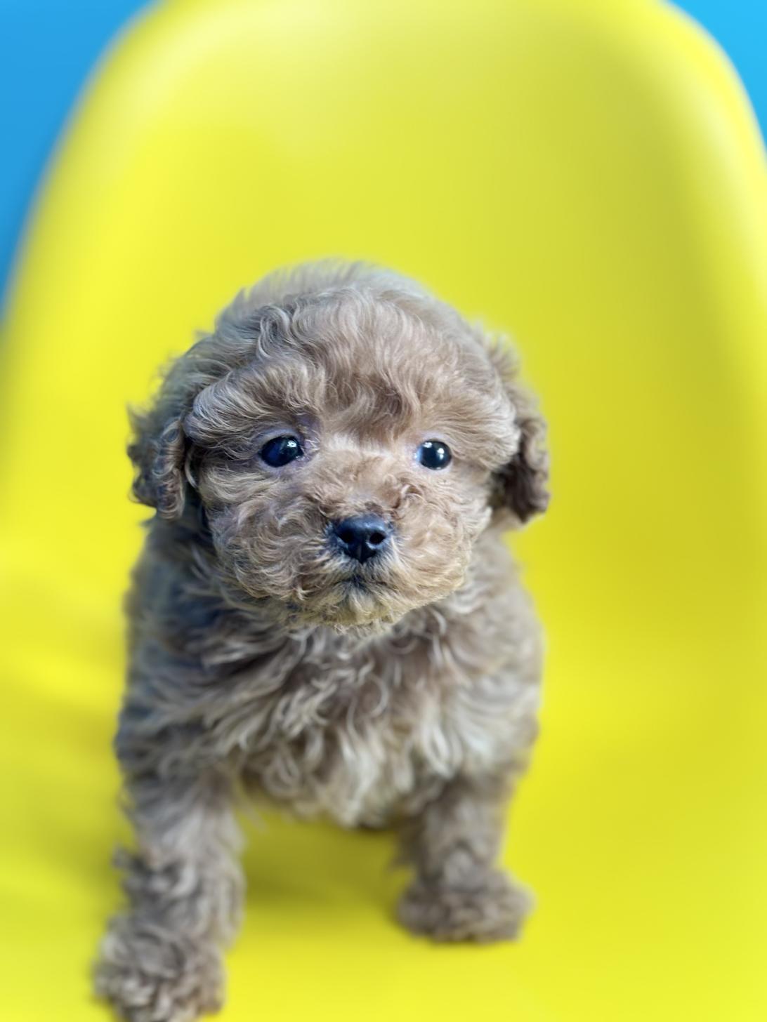 埼玉県のトイプードル(トイ) (ペッツスマイル加須インター店/2025年10月10日生まれ/男の子/アプリコット)の子犬の1枚目の画像