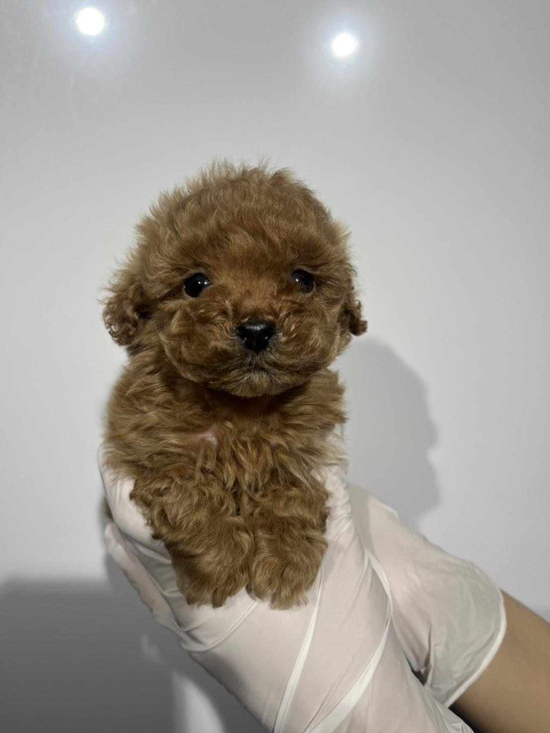 埼玉県のトイプードル(トイ) (ペッツスマイル加須インター店/2025年10月10日生まれ/男の子/アプリコット)の子犬の2枚目の画像