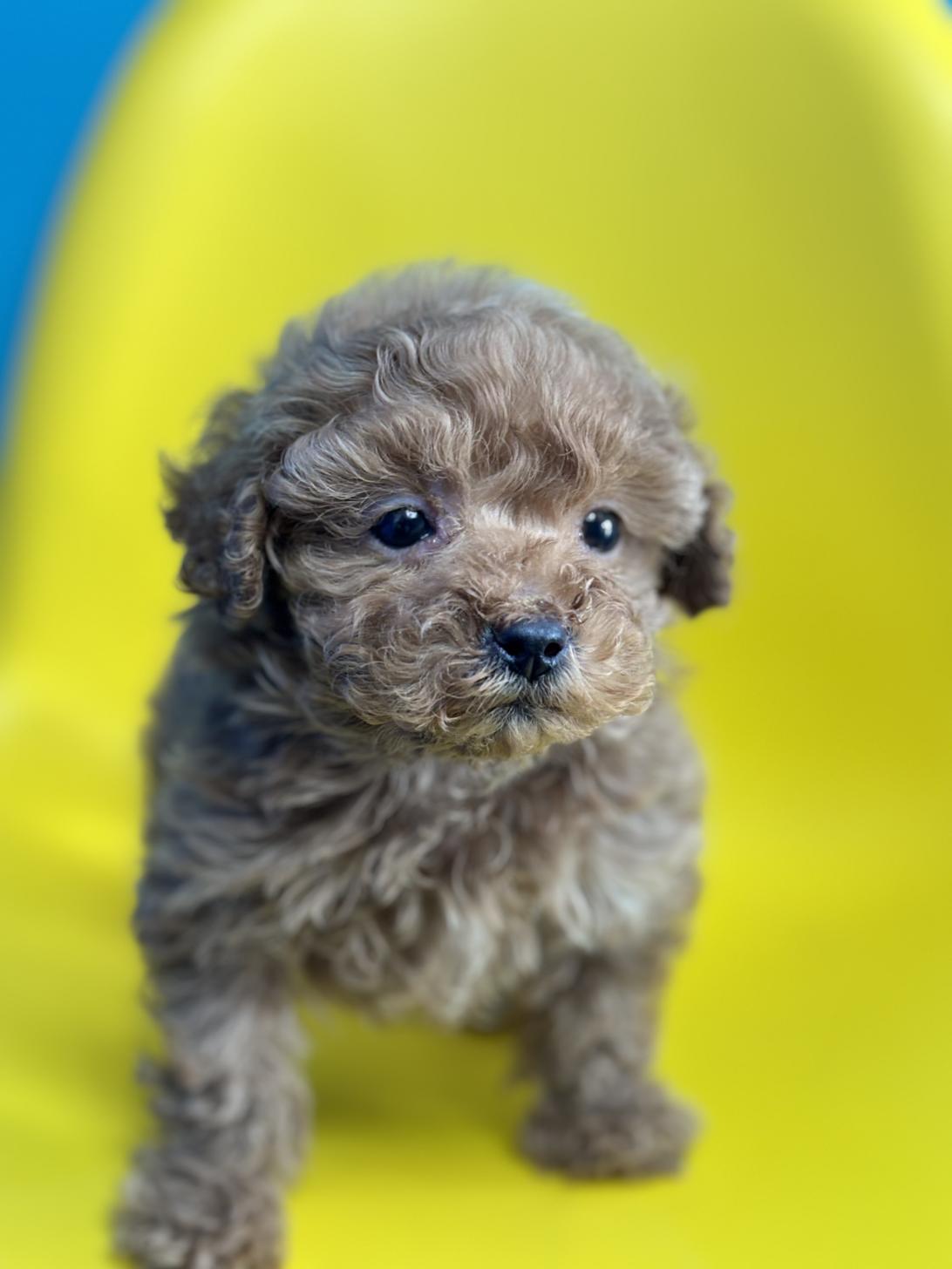 埼玉県のトイプードル(トイ) (ペッツスマイル加須インター店/2025年10月10日生まれ/男の子/アプリコット)の子犬の2枚目の画像