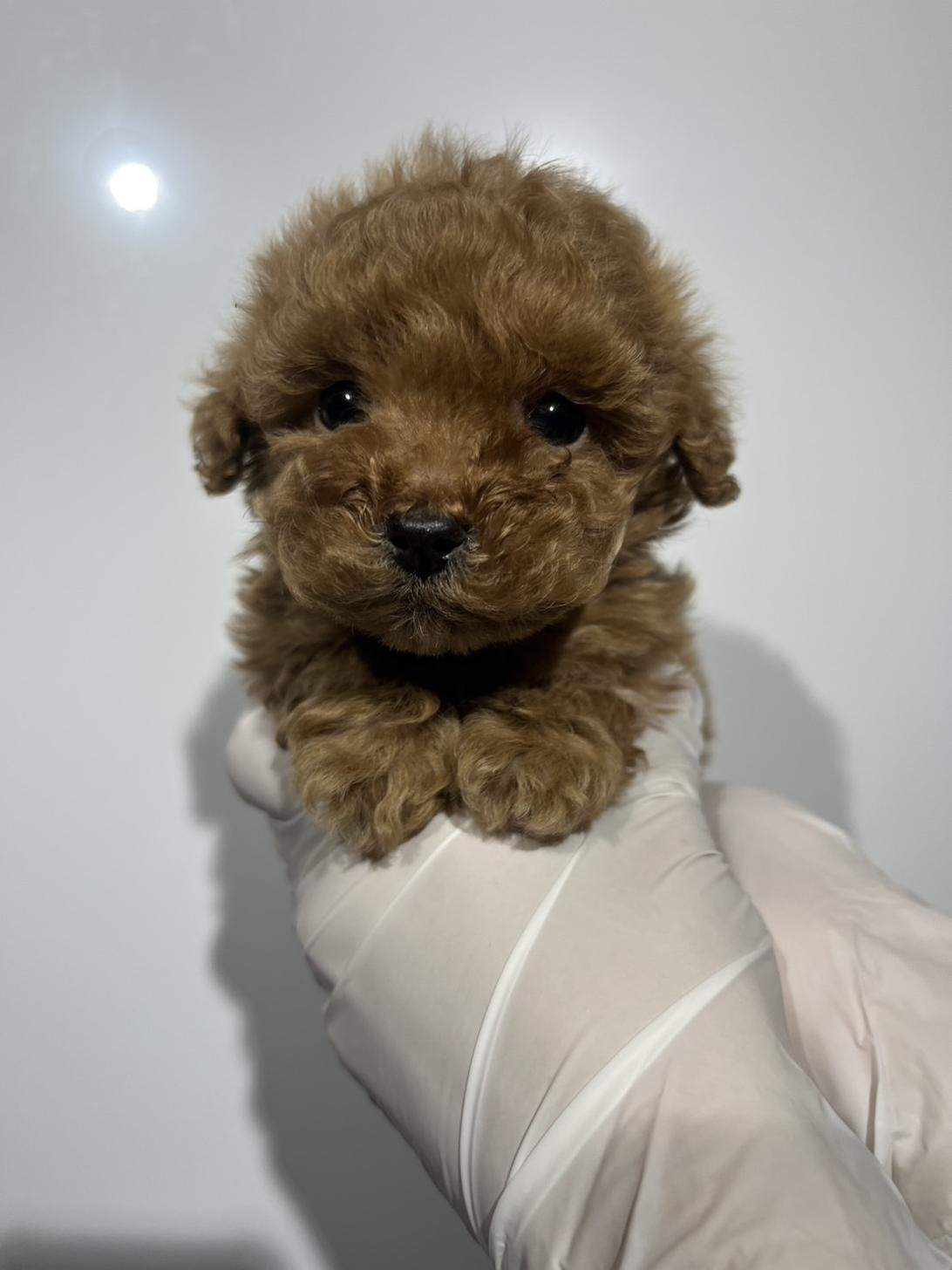 埼玉県のトイプードル(トイ) (ペッツスマイル加須インター店/2025年10月10日生まれ/男の子/アプリコット)の子犬の3枚目の画像