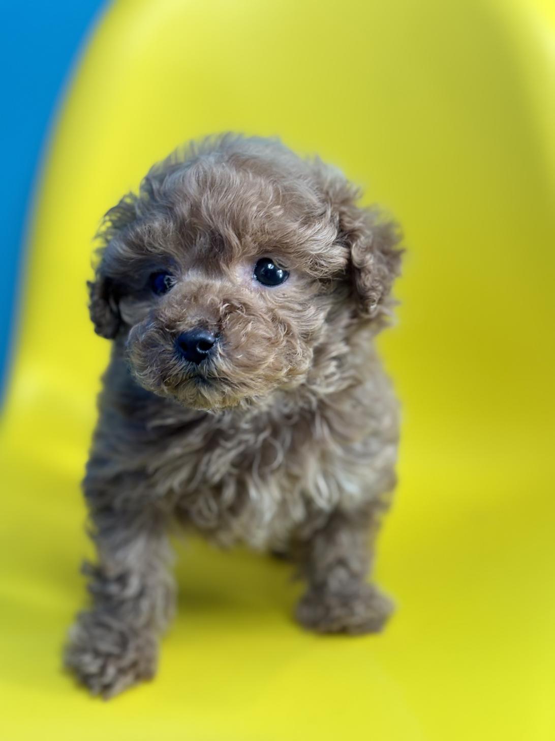 埼玉県のトイプードル(トイ) (ペッツスマイル加須インター店/2025年10月10日生まれ/男の子/アプリコット)の子犬の3枚目の画像