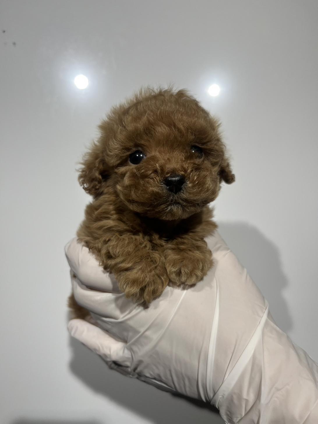 埼玉県のトイプードル(トイ) (ペッツスマイル加須インター店/2025年10月10日生まれ/男の子/アプリコット)の子犬の4枚目の画像