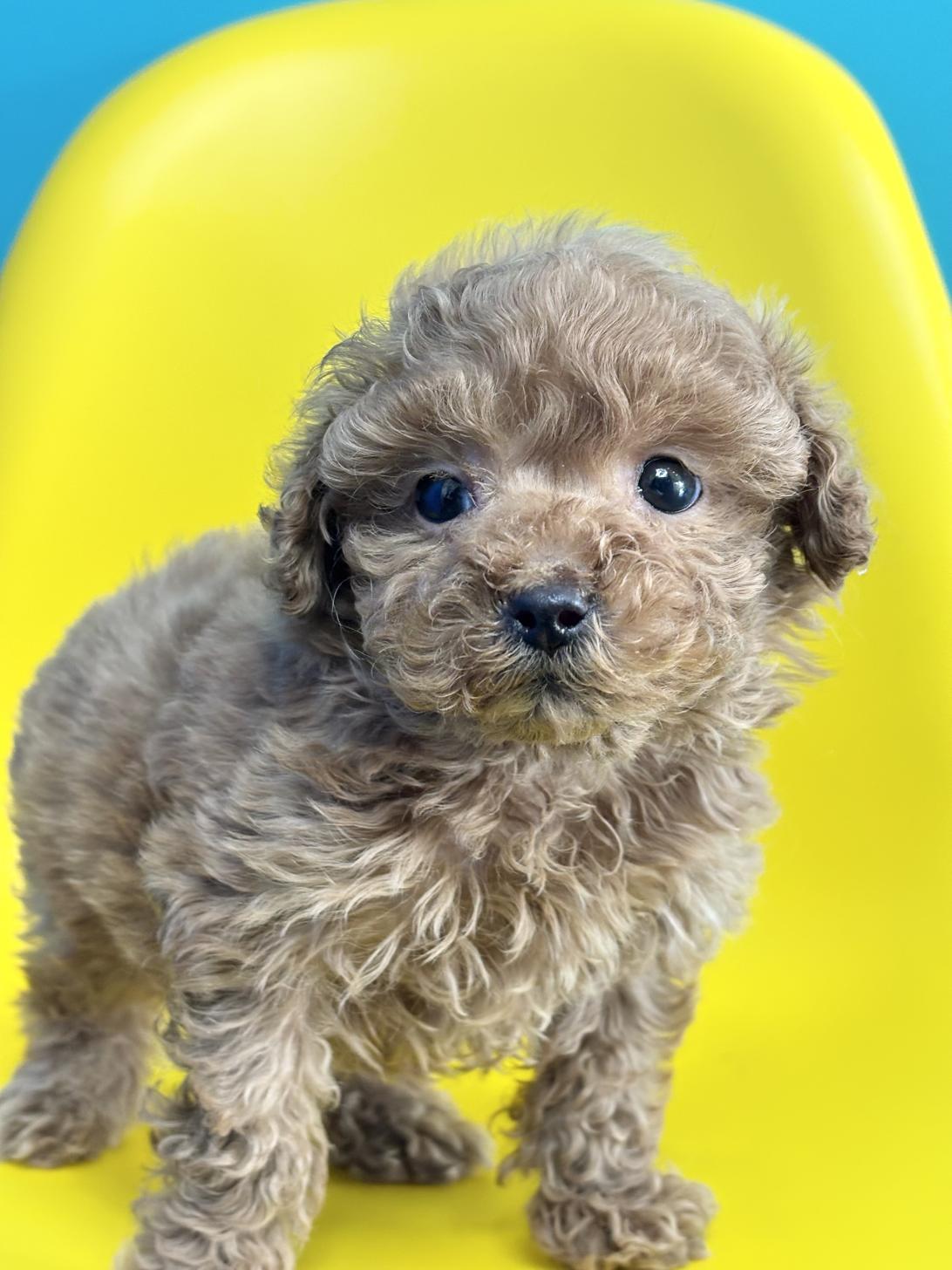 埼玉県のトイプードル(トイ) (ペッツスマイル加須インター店/2025年10月10日生まれ/男の子/アプリコット)の子犬の4枚目の画像