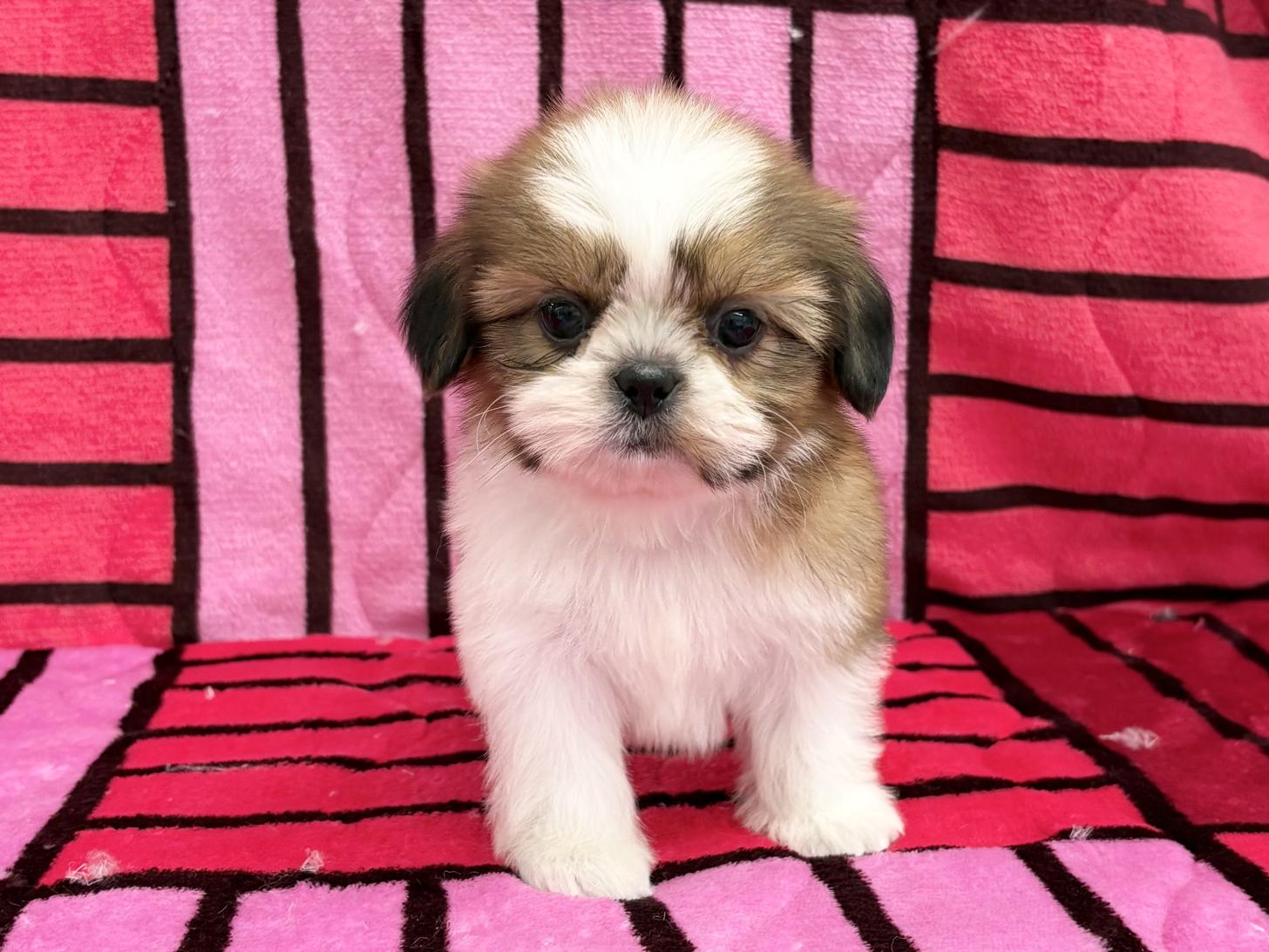 愛知県のシーズー (ハピースペット春日井アミーゴ店/2025年9月21日生まれ/女の子/ホワイトゴールド)の子犬の1枚目の画像