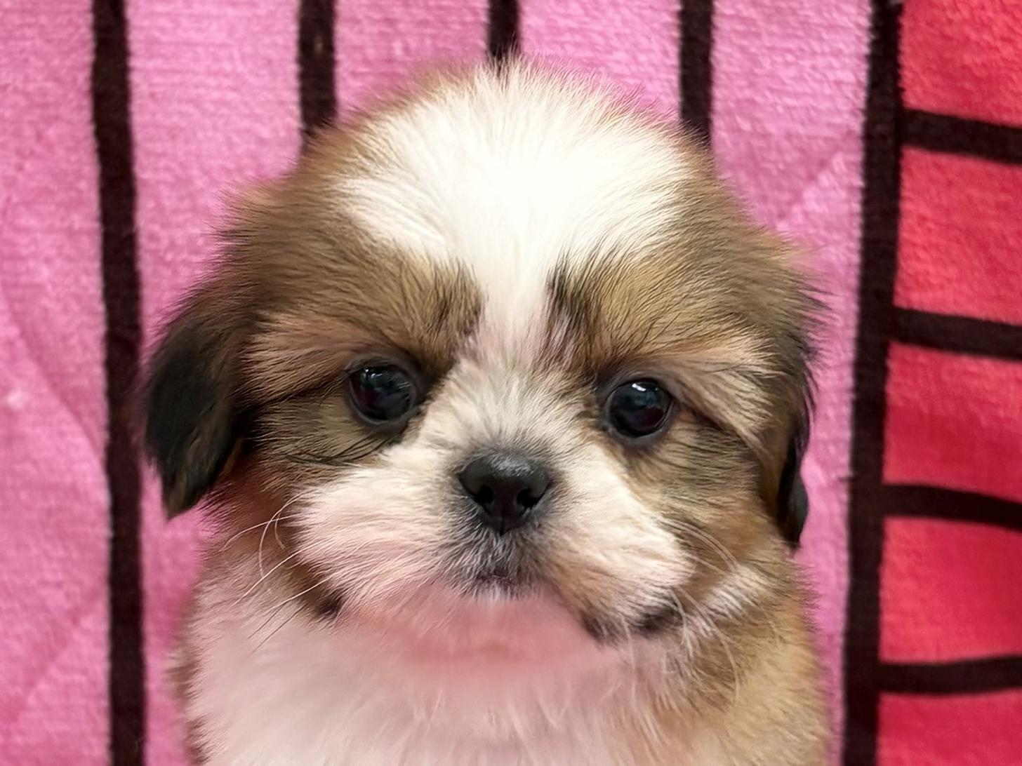 愛知県のシーズー (ハピースペット春日井アミーゴ店/2025年9月21日生まれ/女の子/ホワイトゴールド)の子犬の2枚目の画像