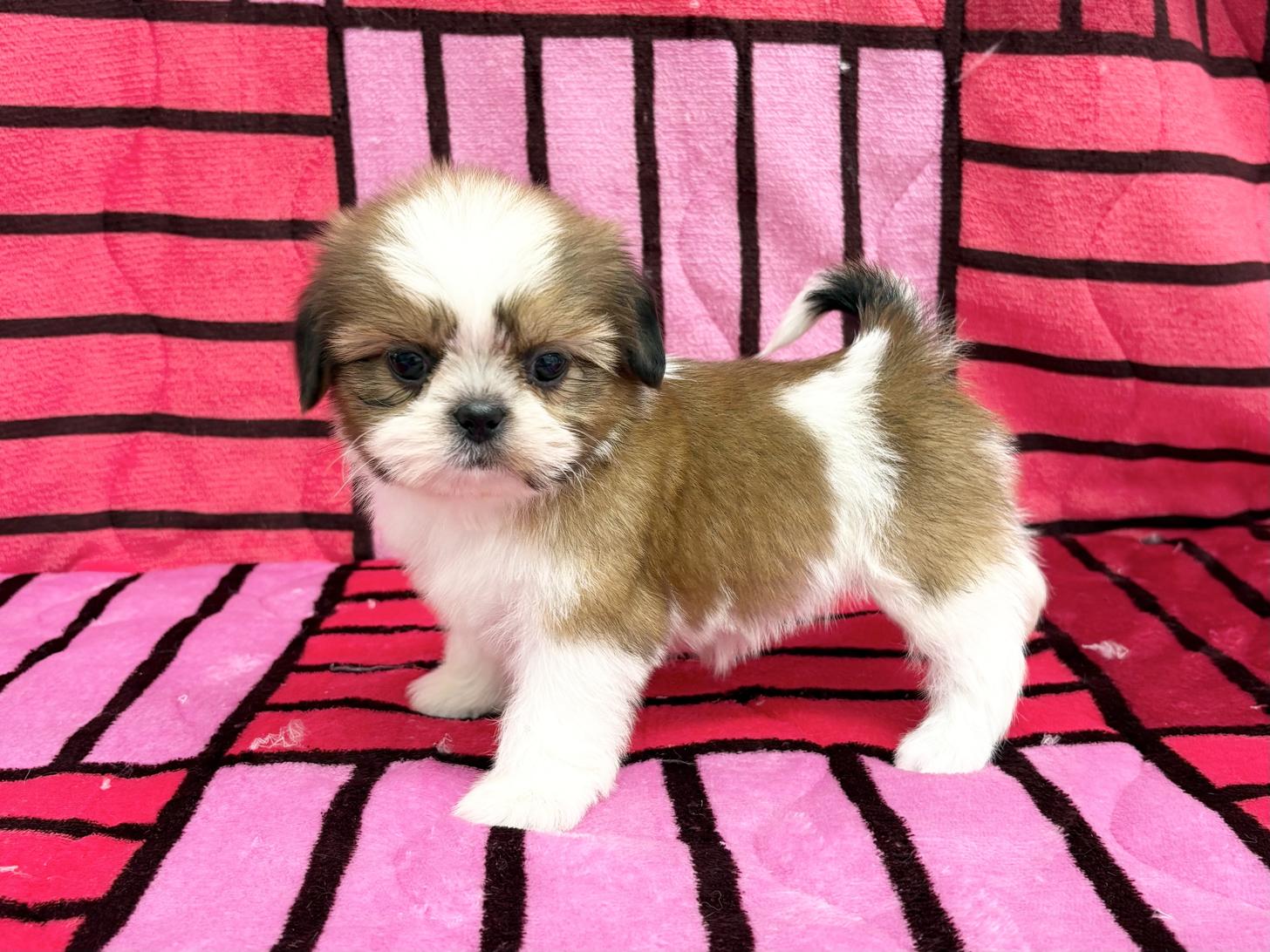 愛知県のシーズー (ハピースペット春日井アミーゴ店/2025年9月21日生まれ/女の子/ホワイトゴールド)の子犬の3枚目の画像