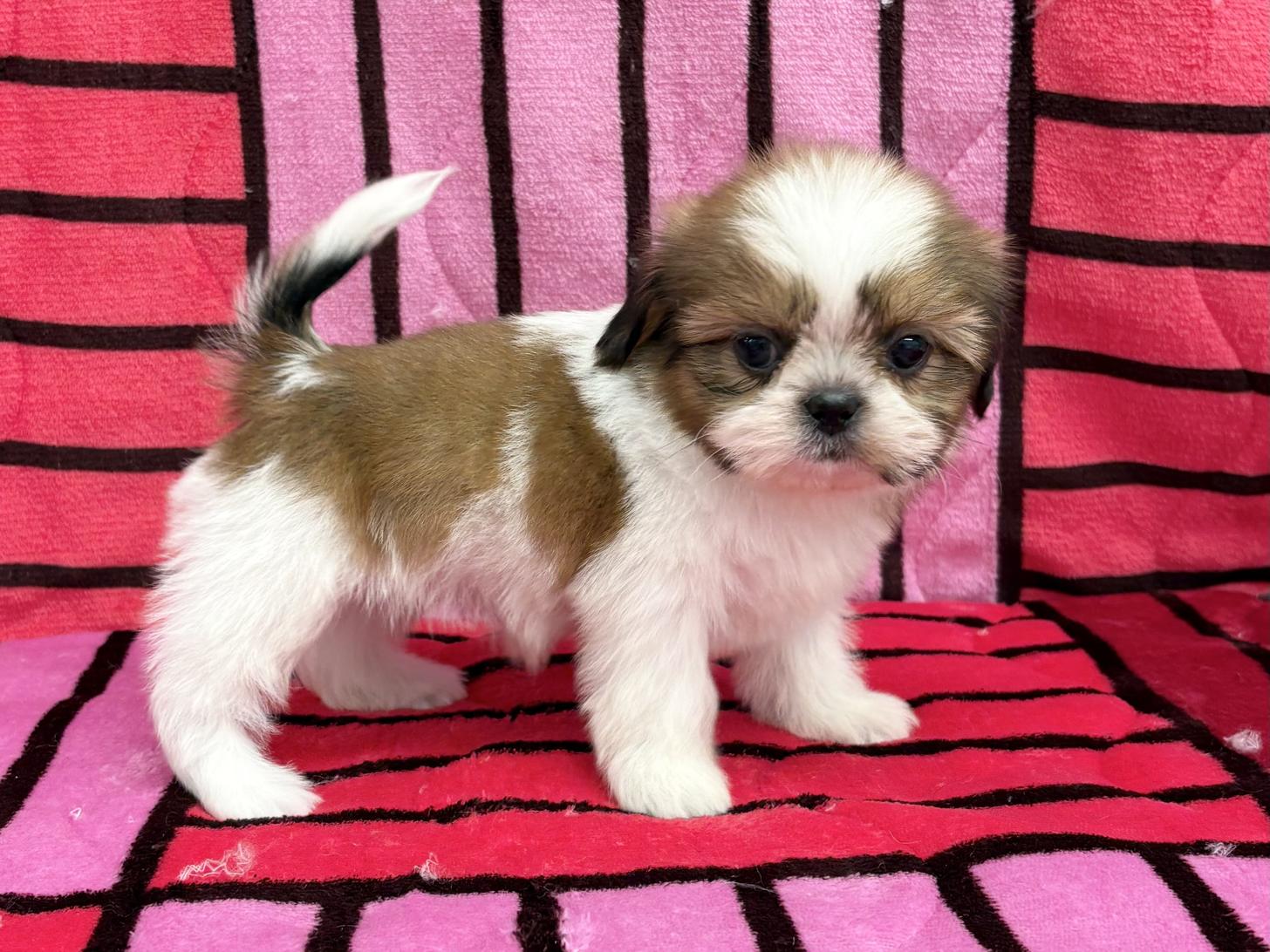 愛知県のシーズー (ハピースペット春日井アミーゴ店/2025年9月21日生まれ/女の子/ホワイトゴールド)の子犬の4枚目の画像