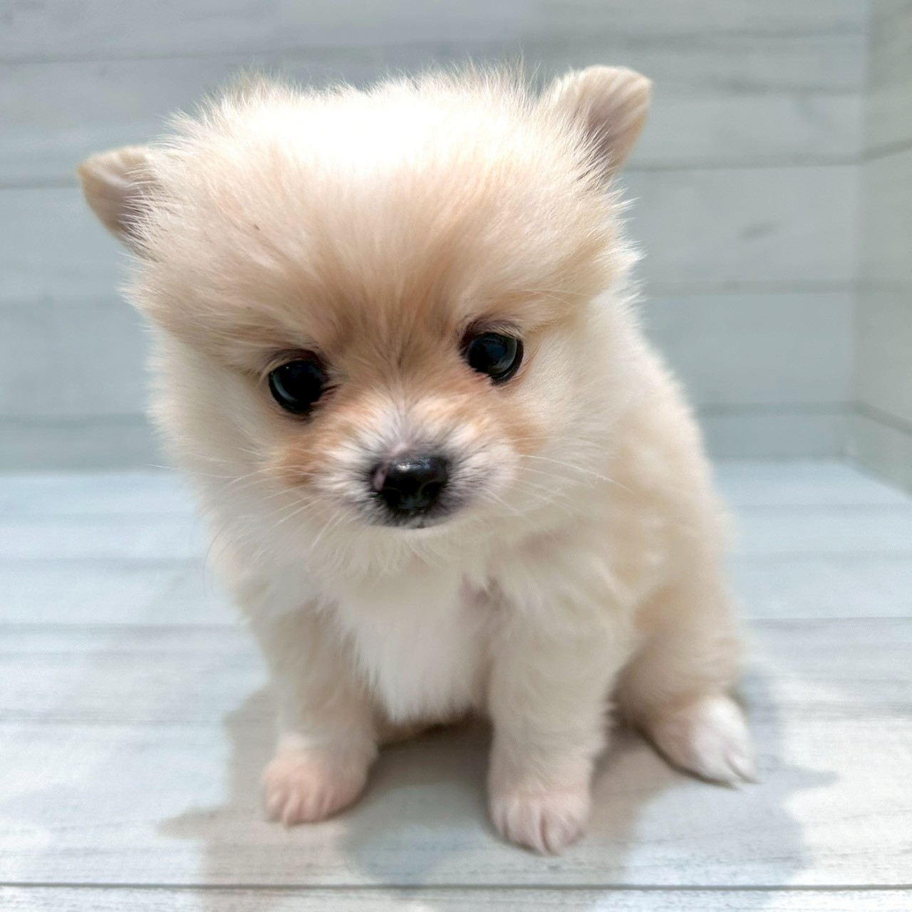千葉県のポメチワ/チワポメ/ポメチー(ポメラニアン×チワワ) (ペピカあびこ店/2025年10月21日生まれ/女の子/クリーム)の子犬の1枚目の画像