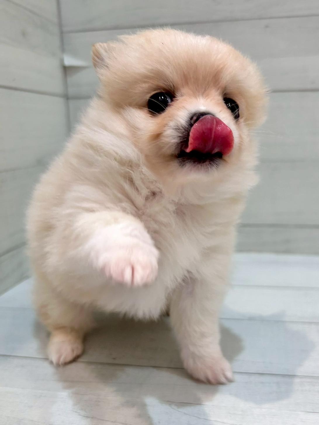 千葉県のポメチワ/チワポメ/ポメチー(ポメラニアン×チワワ) (ペピカあびこ店/2025年10月21日生まれ/女の子/クリーム)の子犬の2枚目の画像
