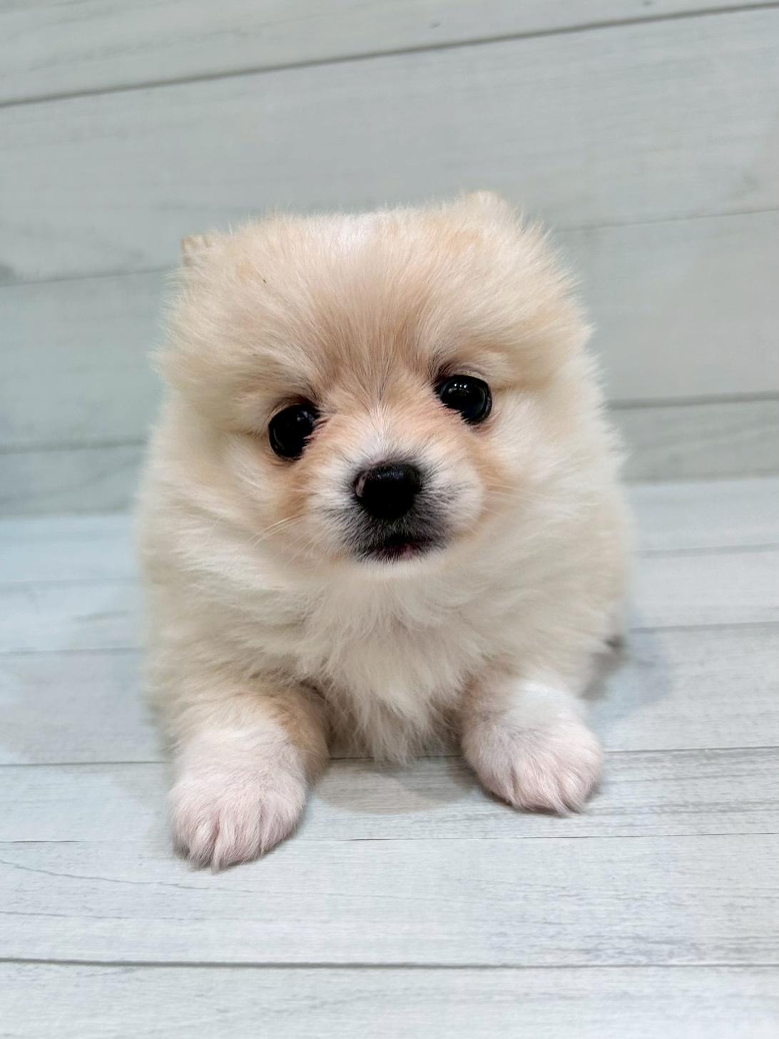 千葉県のポメチワ/チワポメ/ポメチー(ポメラニアン×チワワ) (ペピカあびこ店/2025年10月21日生まれ/女の子/クリーム)の子犬の3枚目の画像