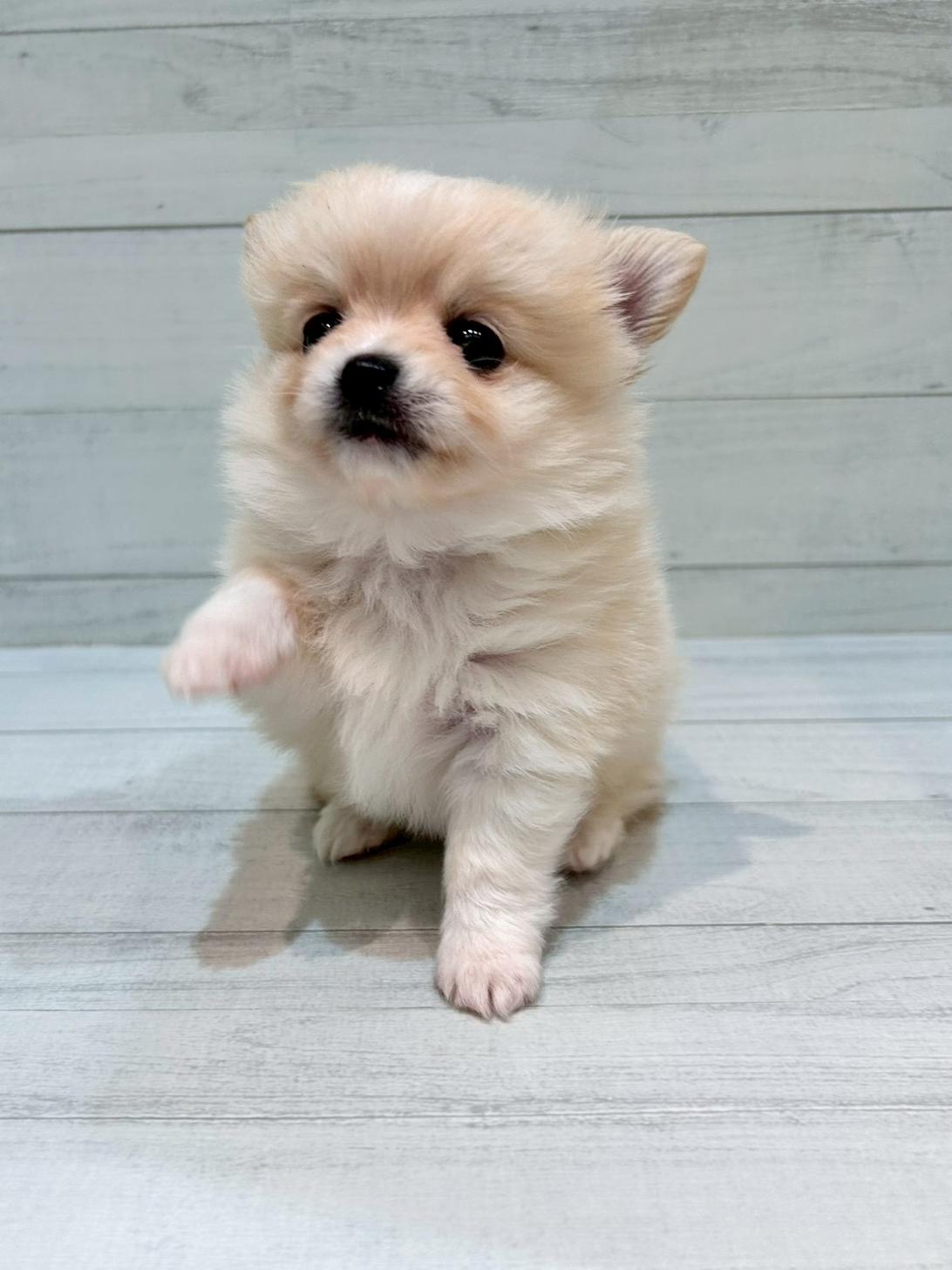 千葉県のポメチワ/チワポメ/ポメチー(ポメラニアン×チワワ) (ペピカあびこ店/2025年10月21日生まれ/女の子/クリーム)の子犬の4枚目の画像