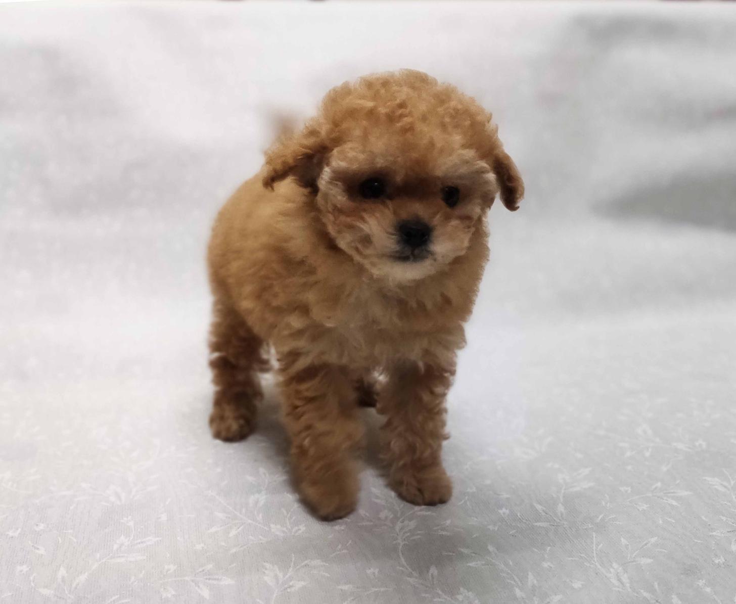 群馬県のトイプードル(ティーカップ) (ペットハウステレサ/2025年12月1日生まれ/女の子/アプリコット)の子犬