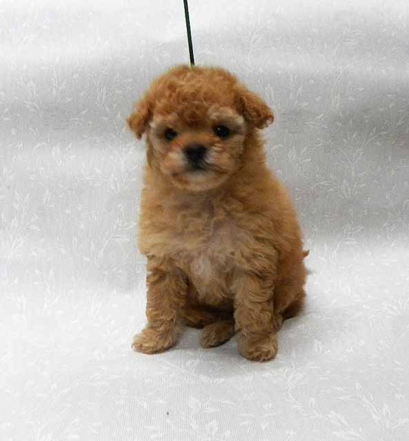 群馬県のトイプードル(タイニー) (ペットハウステレサ/2025年12月3日生まれ/女の子/アプリコット)の子犬の1枚目の画像