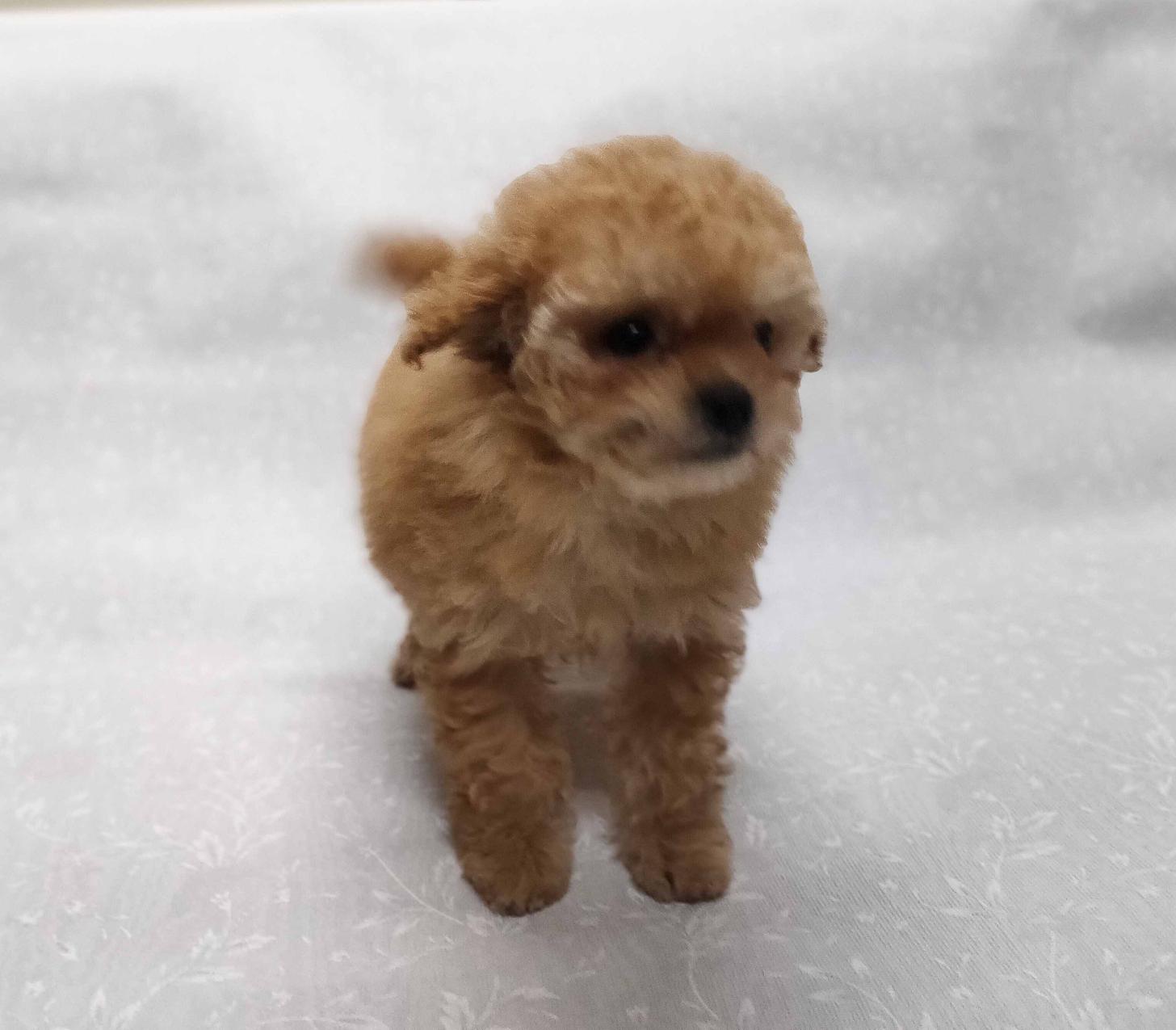 群馬県のトイプードル(ティーカップ) (ペットハウステレサ/2025年12月1日生まれ/女の子/アプリコット)の子犬の2枚目の画像